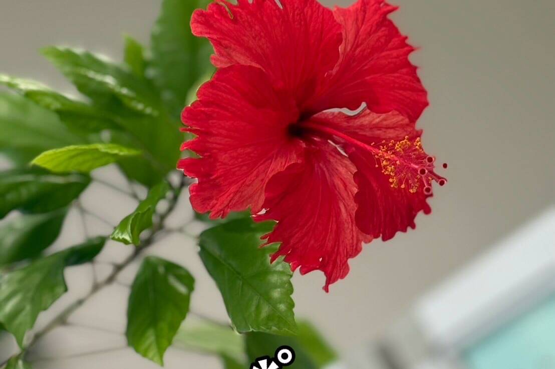 花が咲きました | 株式会社 YASUI